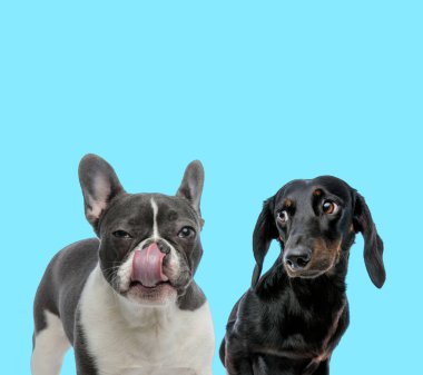 Şüpheli Fransız bulldog utangaç Tackel ona bakıyor.
