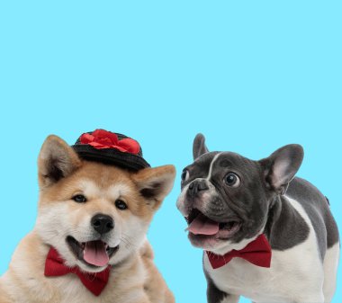 Heyecanlı Fransız bulldog soluğu ve Akita Inu şapka takıyor.