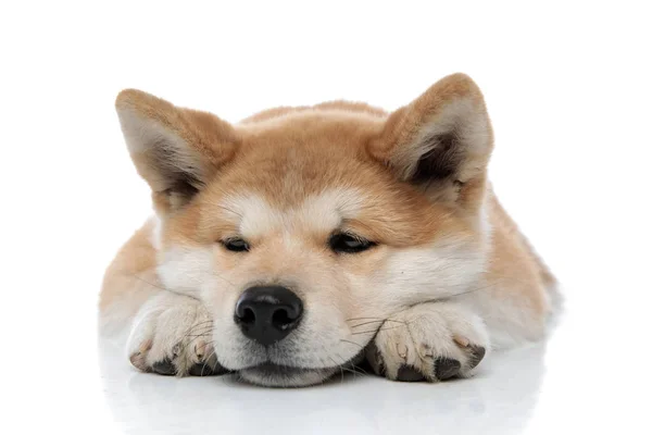 Bothered Akita Inu looking away while laying down — 스톡 사진