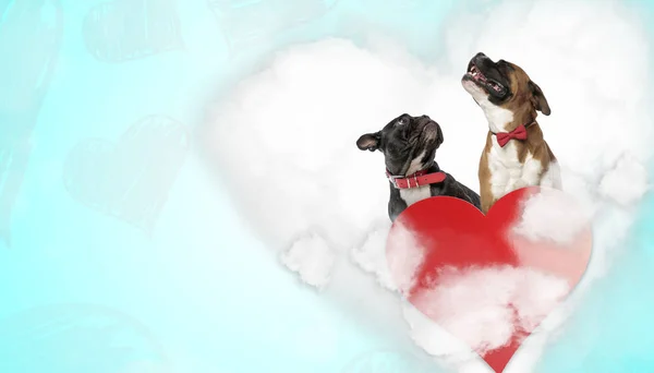 Couple of dogs looking up and moaning above heart — Stock Photo, Image