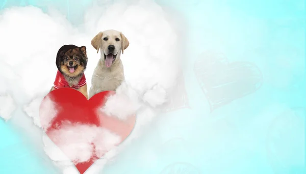 Paar Hunde tragen Kapuzenpullover und hecheln glücklich — Stockfoto