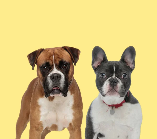 Ayakta duran ve kırmızı tasma takan iki köpek — Stok fotoğraf