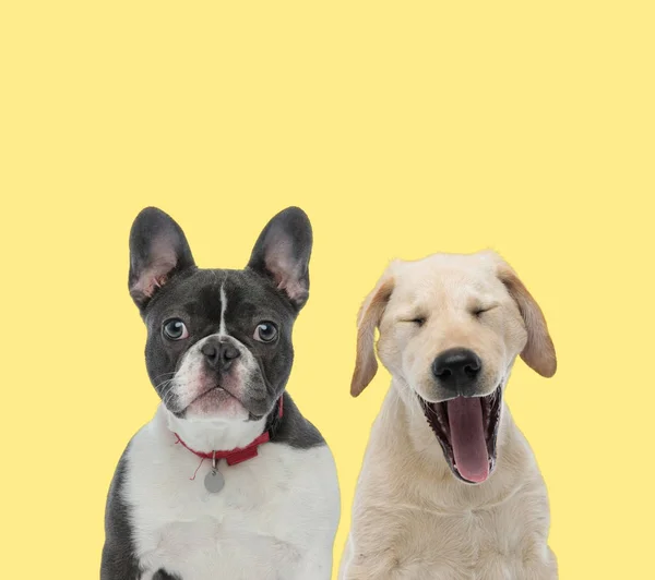 Tasma takan ve esneyen iki köpek. — Stok fotoğraf