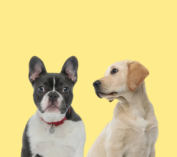 2匹の犬が襟をつけて脇を見て — ストック写真