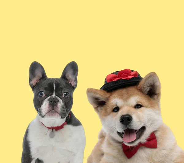 couple of dogs wearing red leash and hat with bowtie