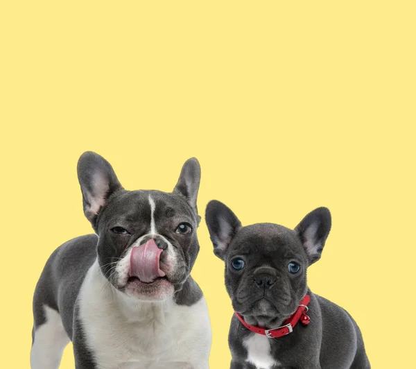 Young french bulldog standing side by side to a mature — Stock Photo, Image