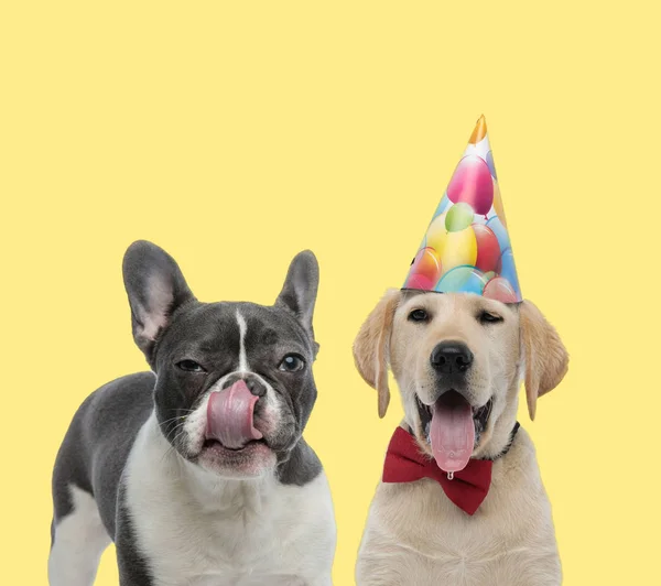 Пара собак лиже ніс і одягнена в косичку з капелюхом — стокове фото