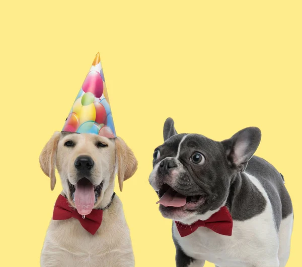 Labrador retriever et bouledogue français portant un nœud papillon rouge — Photo