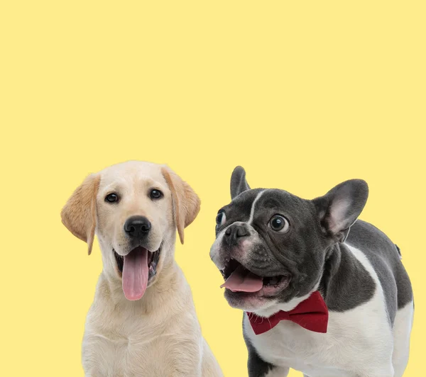 Labrador Retriever ve Fransız Bulldog 'ları dillerini çıkarıyorlar. — Stok fotoğraf