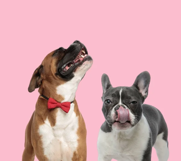 Equipe de boxeador e bulldog francês em fundo rosa — Fotografia de Stock
