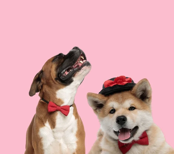 Équipe de boxeur et akita inu sur fond rose — Photo