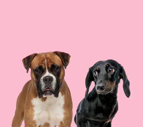 Team van bokser en teckel teckel teckel tecchshund — Stockfoto