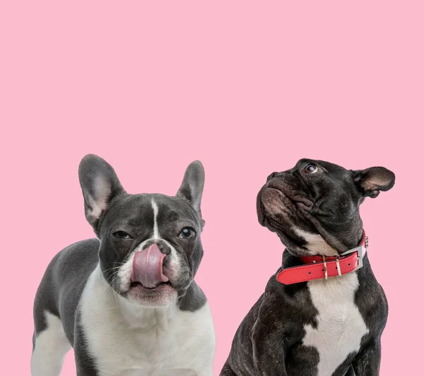 Equipe de dois bulldogs franceses em fundo rosa — Fotografia de Stock