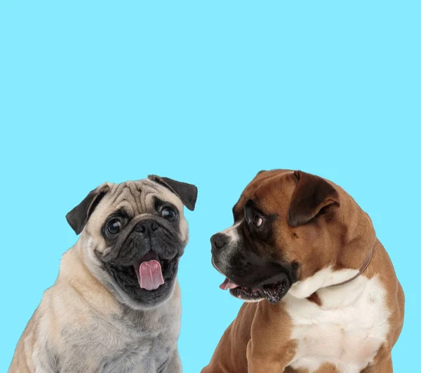 Excited Pug looking forward and curious Boxer looking at it — 스톡 사진
