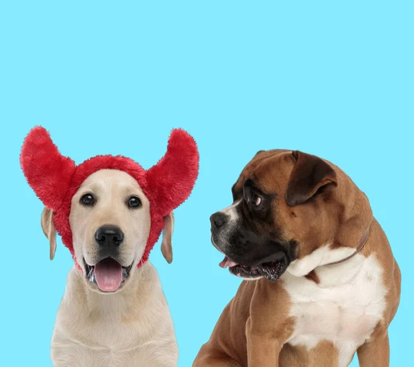 Happy Labrador Retriever portant des cornes du diable et Boxer à la recherche d'un — Photo