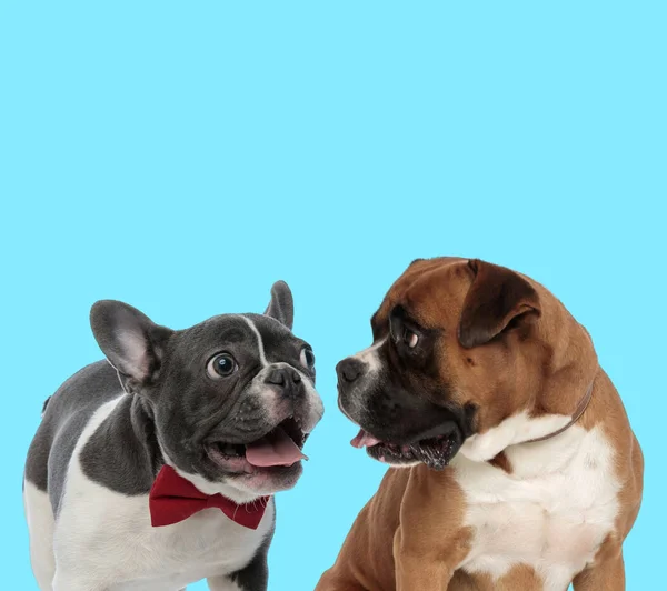 Excited French bulldog panting and curious Boxer looking at it — 스톡 사진