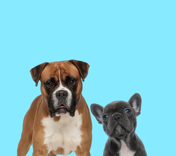Dutiful Boxer e cucciolo di bulldog francese curiosamente guardando in alto — Foto Stock