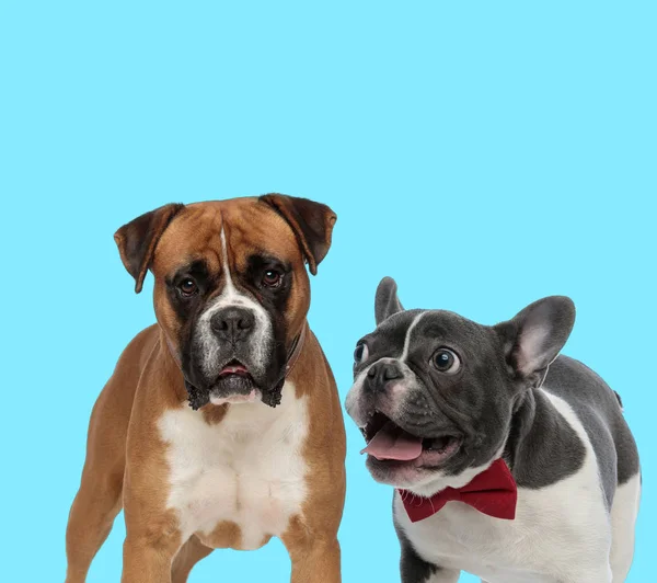 Dutiful Boxer looking forward and excited French bulldog panting — 스톡 사진