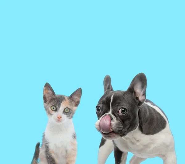 Francia bulldog nyalogatja az orrát és kíváncsi Metis macska — Stock Fotó