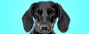 Şirin küçük tekkel dachshund köpek yavrusu şaşkın görünüyor.