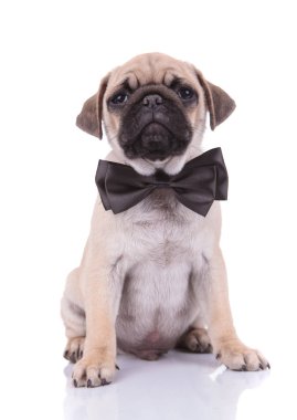 Beyaz arka planda siyah papyon takan sevimli pug.