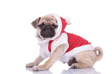 Beyaz arka planda Noel kostümü giyen sevimli pug.