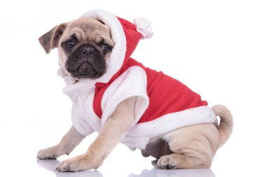 Beyaz arka planda Noel kostümü giyen sevimli pug.
