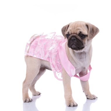 cute pug wearing pink costume on white background