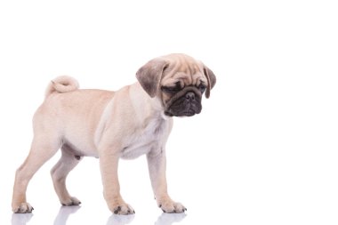 sad pug looking down on white background