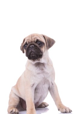adorable pug sitting on white background