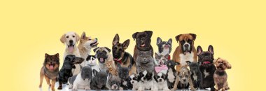 group of different animals having fun on yellow background