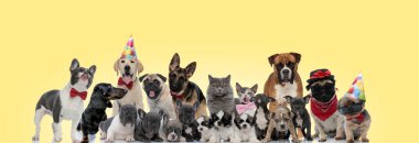group of different animals on yellow background