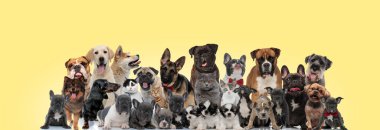 team of different animals licking nose and sticking out tongue