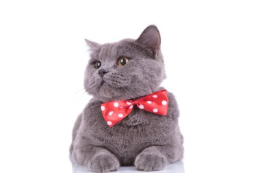 Playful British Shorthair cat curiously looking away 