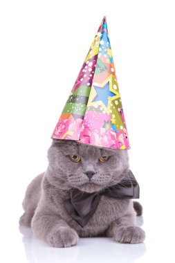 Upset British Shorthair cat wearing bowtie and party hat