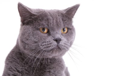 Close up of an upset British Shorthair cat frowning