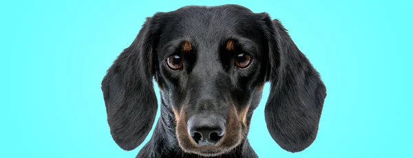 Słodkie mało teckel dachshund szczeniak patrząc zdumiony — Zdjęcie stockowe