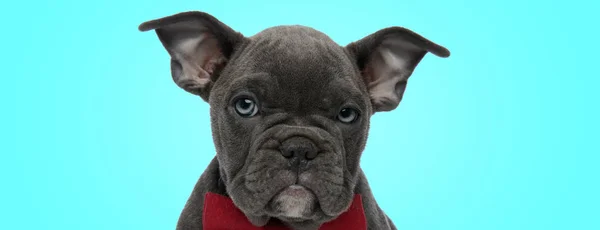 Elegante pouco americano bully cachorro cachorro vestindo bowtie vermelho — Fotografia de Stock