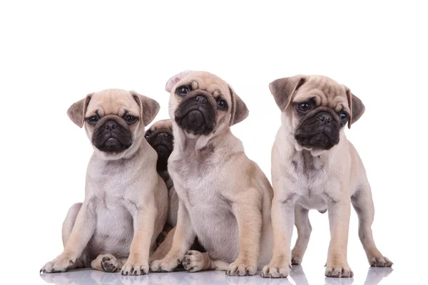 Familiy of four cute pugs sitting on white background — Stock Photo, Image