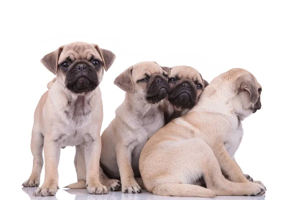 Equipo de cuatro lindos pugs mirando a un lado sobre fondo blanco —  Fotos de Stock