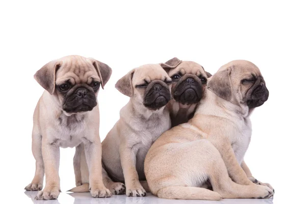 Família de quatro pugs adoráveis olhando para o lado no fundo branco — Fotografia de Stock