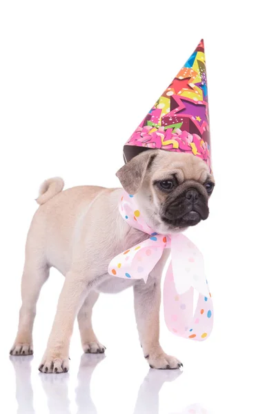 Schattig pug dragen polka stippen sjaal en verjaardag hoed — Stockfoto