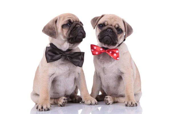 Team van twee pugs dragen strikjes op witte achtergrond — Stockfoto