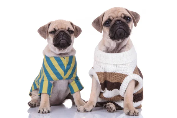 Team of two pugs wearing knitted costume on white background — Stock Photo, Image