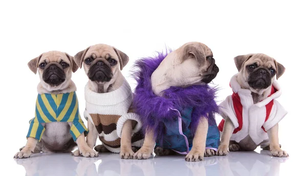 Team of pugs wearing costumes on white background — Stock Photo, Image