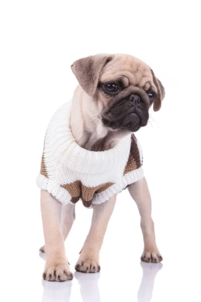 Pug bonito vestindo traje de malha no fundo branco — Fotografia de Stock