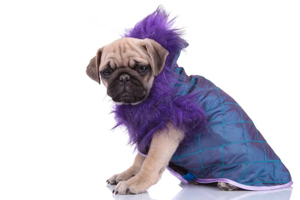 Side view of pug wearing purple jacket on white background — Stock Photo, Image