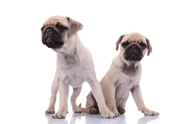 Team aus zwei Hunden schaut neugierig auf weißem Hintergrund — Stockfoto