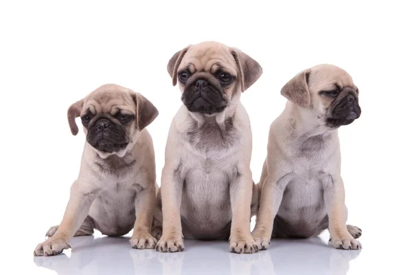 Familie van drie pugs op zoek naar kant op witte achtergrond — Stockfoto