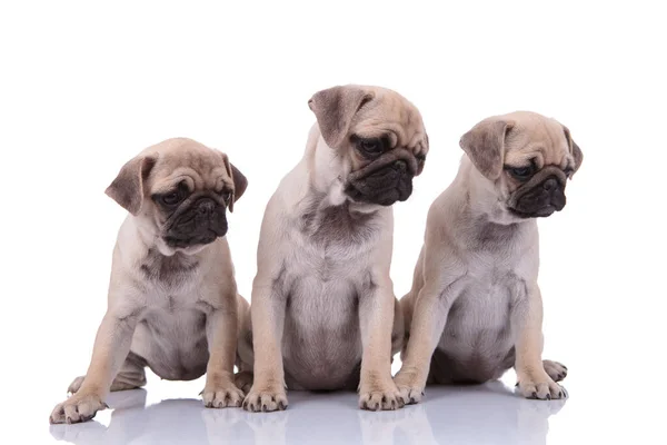 Team of three pugs looking to side on white background — Stok fotoğraf